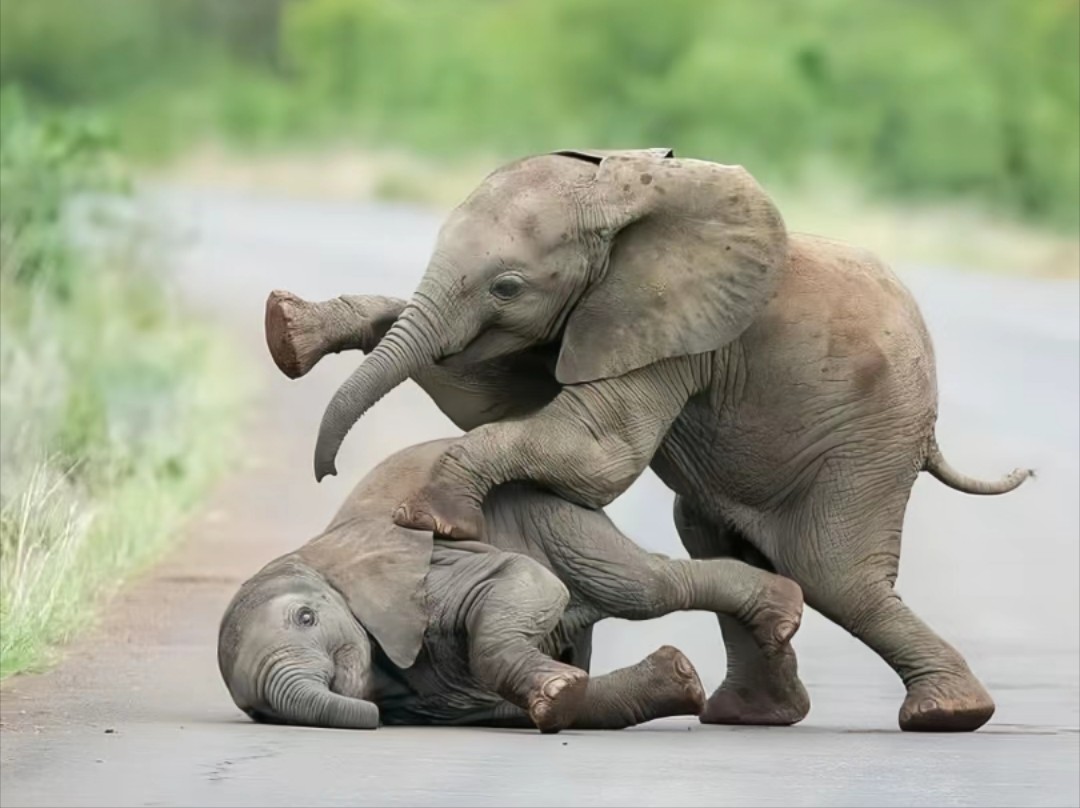 刚洗完澡就去滚泥巴的象孩子#大象宝宝欢乐多