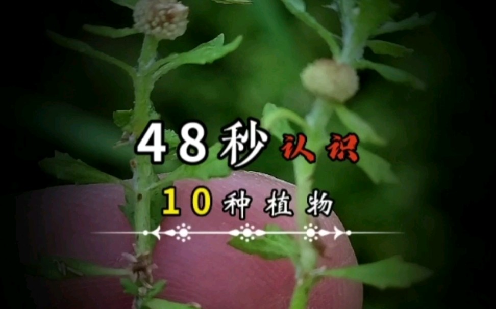 10种药用植物,最后一种经常被人们忽略了!哔哩哔哩bilibili