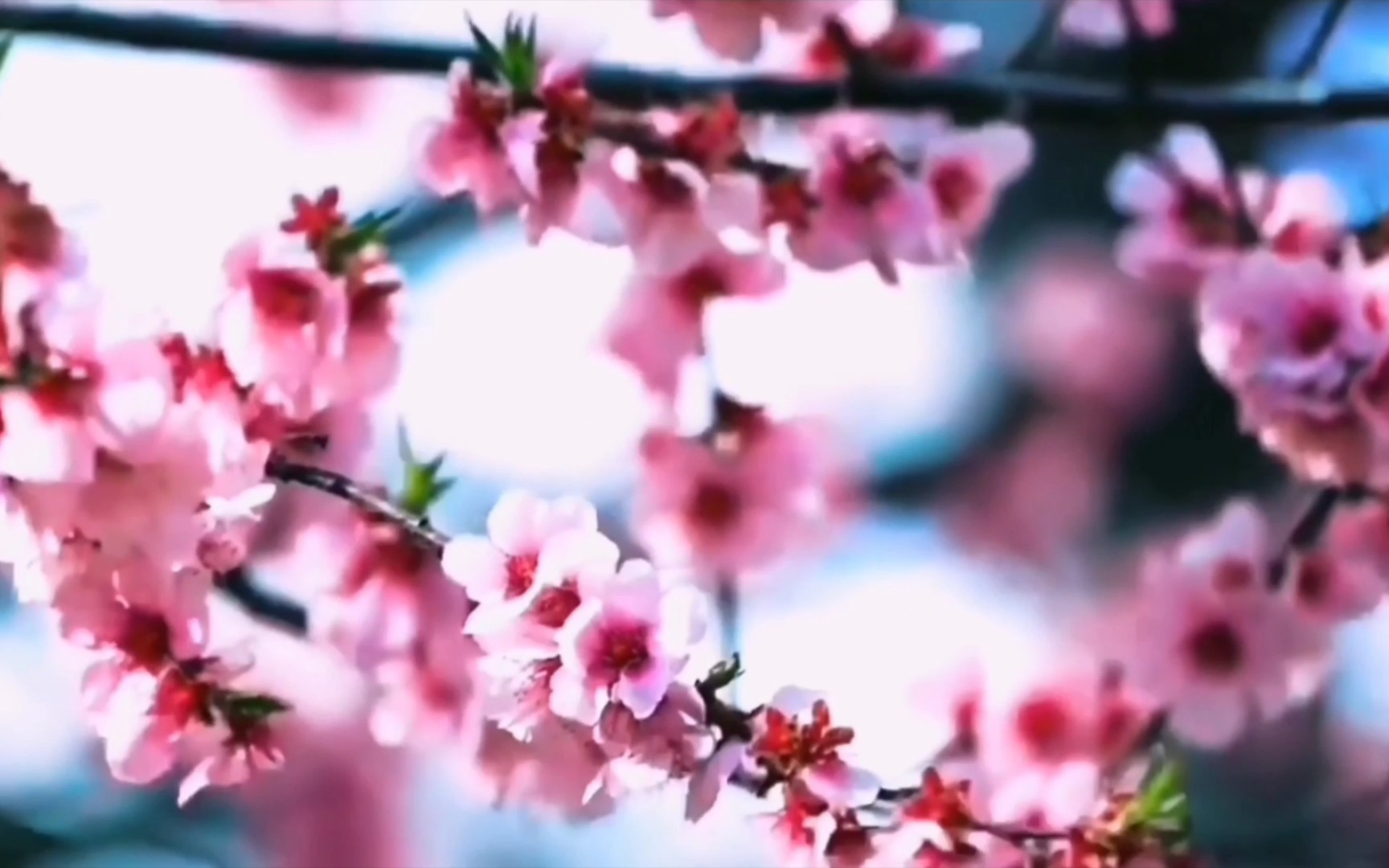 [图]古风空镜剪辑素材 - 花 万紫千红总是春