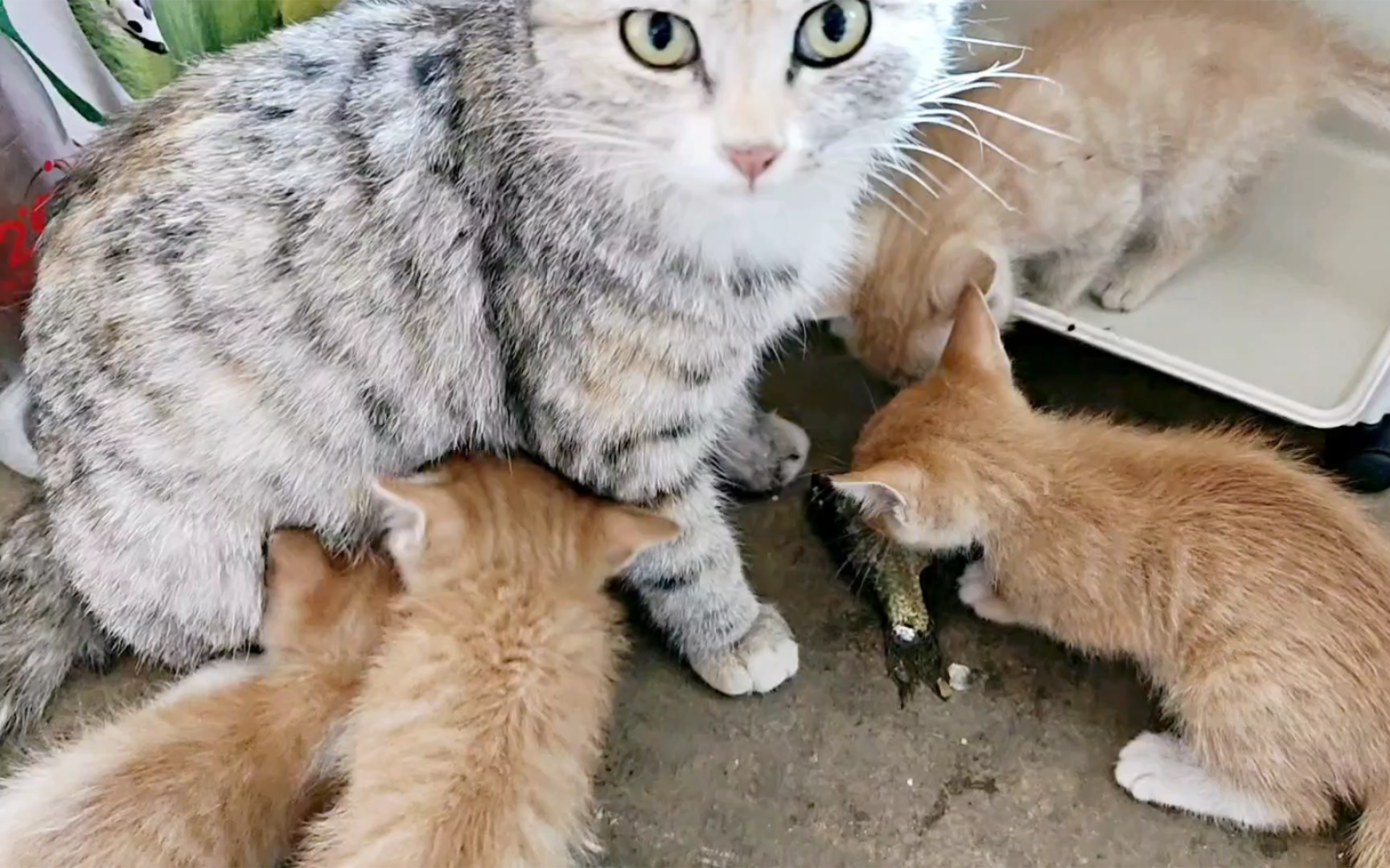 猫妈妈吃鱼头,把好吃的鱼肉都留给它孩子!哔哩哔哩bilibili