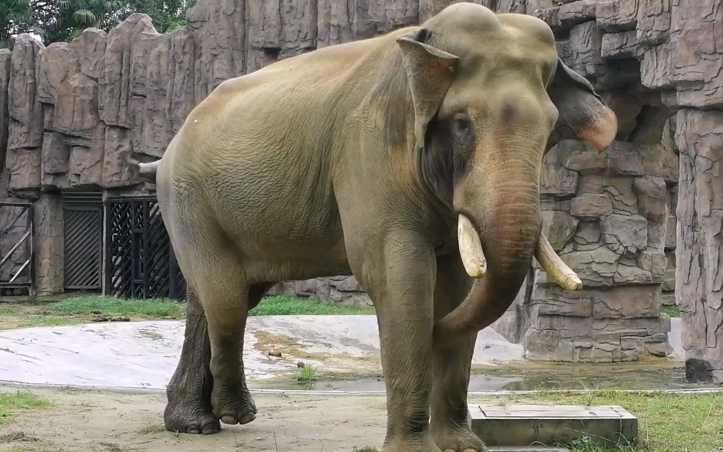 大象屙尿前的动作