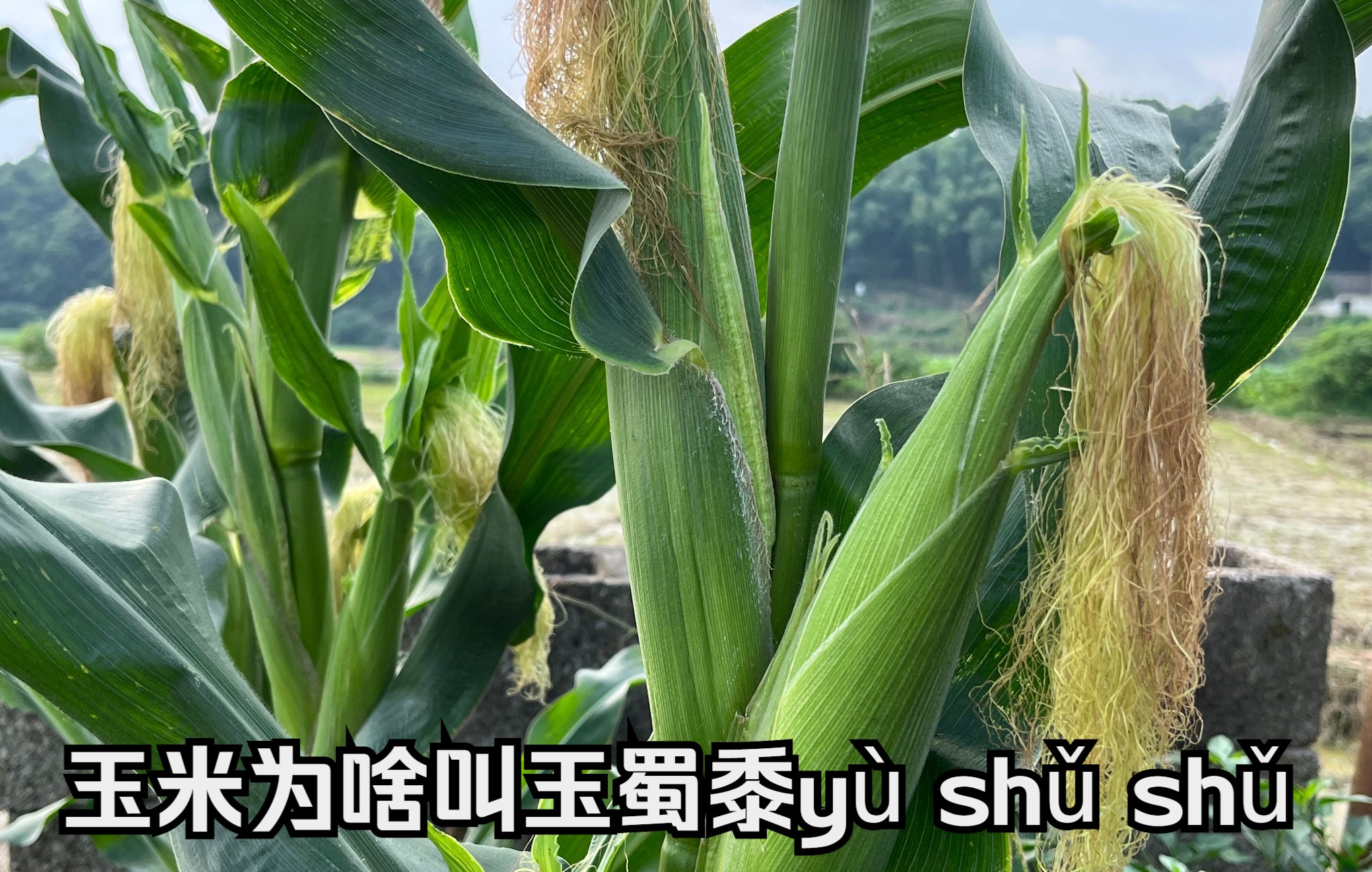 中学生物出现最多的植物玉米开花是怎样的?为什么叫玉蜀黍 (y㹠sh甠sh甩哔哩哔哩bilibili