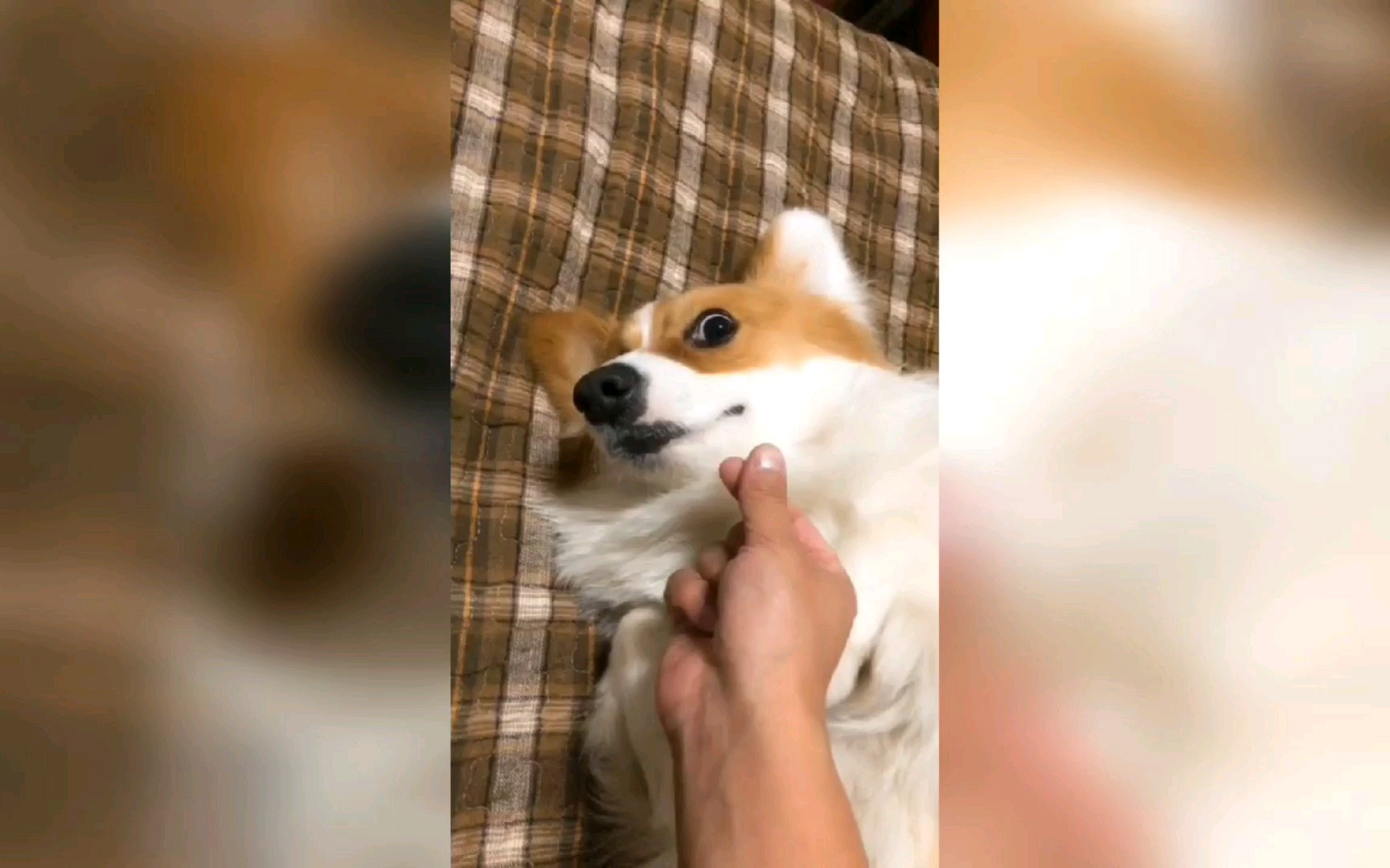 【柯基】逗比小贝基 主人发疯了,快跑!