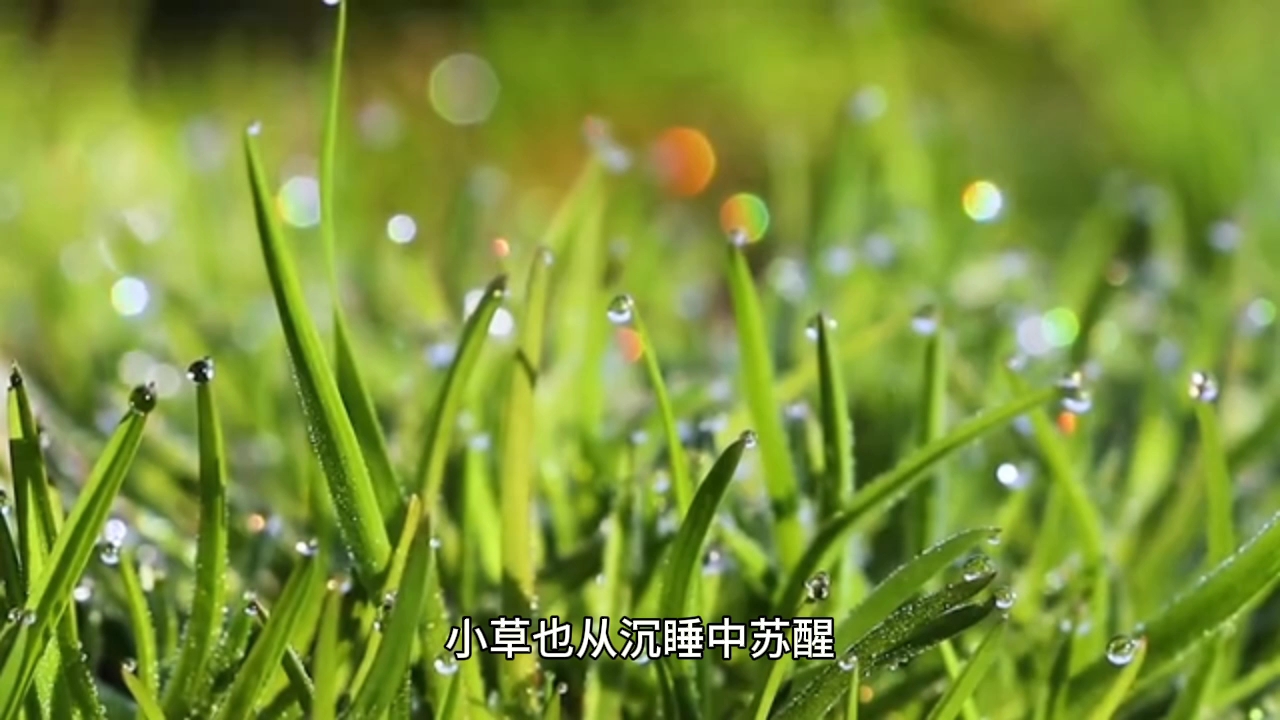 柴门不锁春悄入,雨细枝润杏欲出.哔哩哔哩bilibili