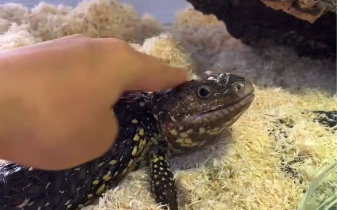 可可爱爱的松果蜥