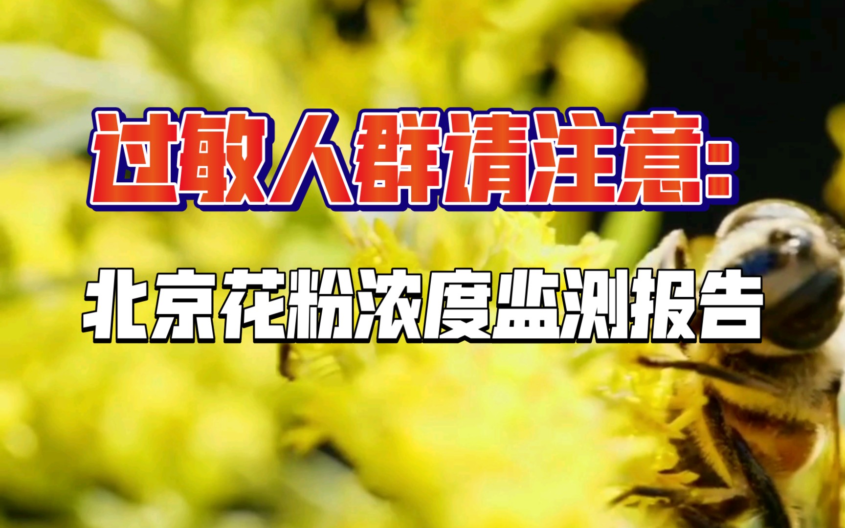 近日北京市花粉浓度监测报告,及过敏人群注意事项哔哩哔哩bilibili