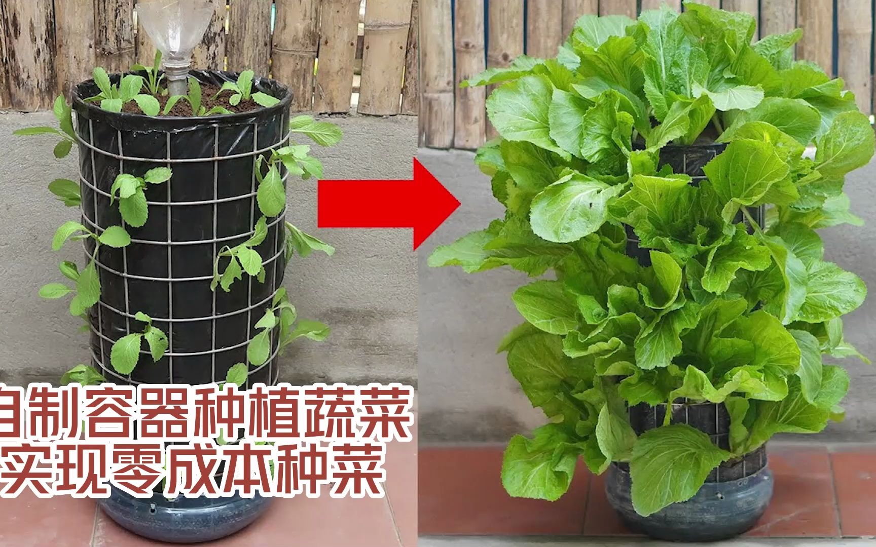 自制容器种植蔬菜,在家实现零成本种菜!哔哩哔哩bilibili