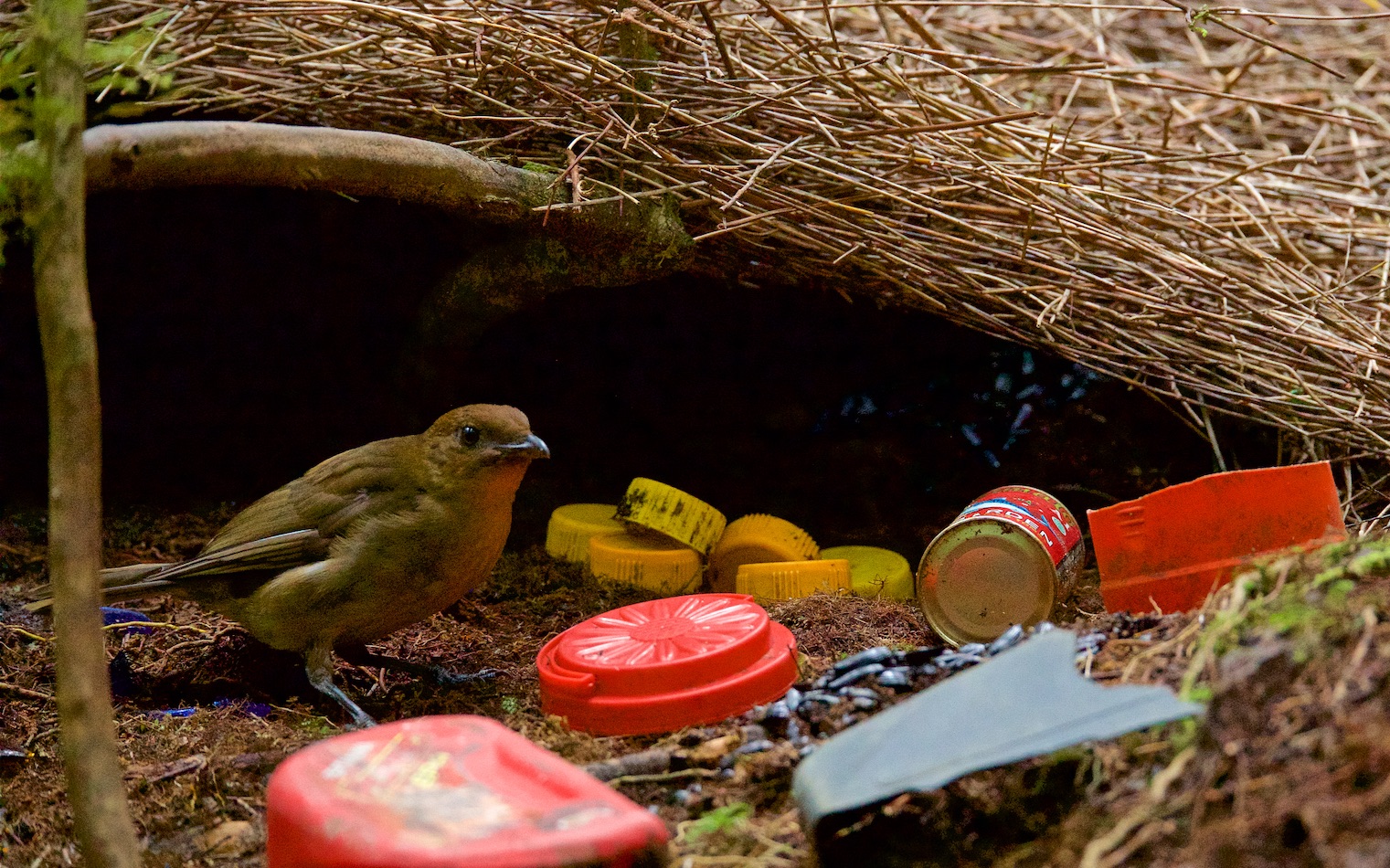 褐色园丁鸟:你低估了我的反侦查能力了_哔哩哔哩_bilibili