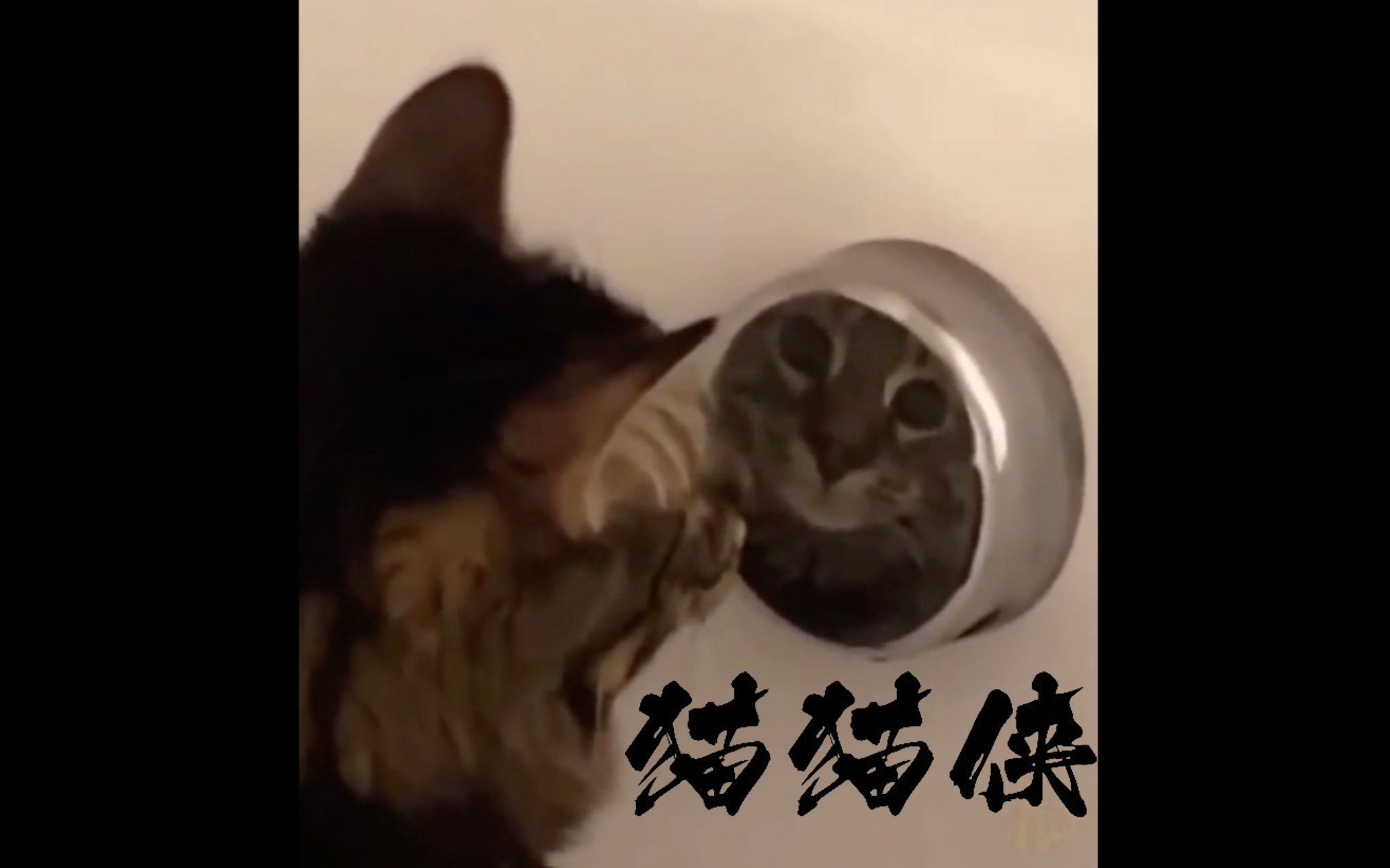 [图]养 猫 劝 退 指 南 😿