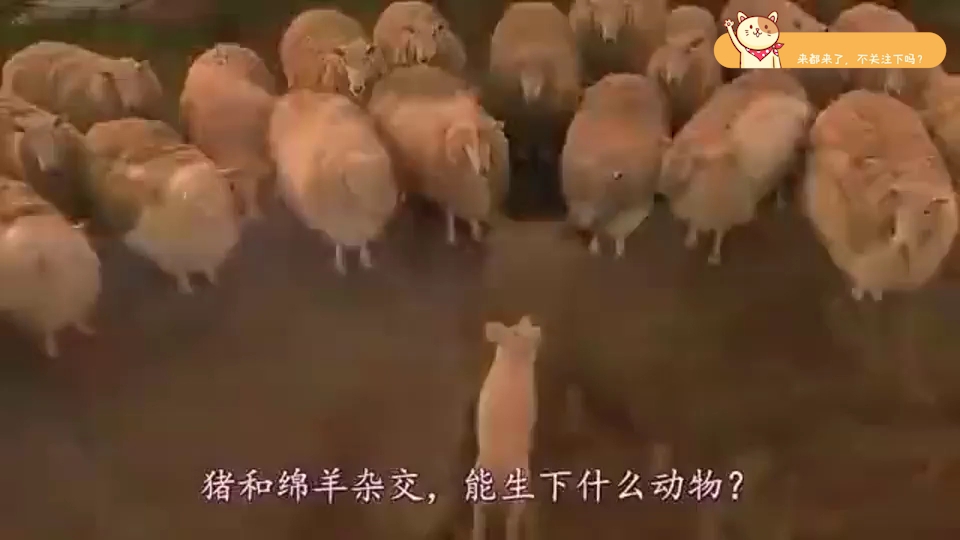 绵羊跟猪杂交,生下了什么品种,镜头记录全过程哔哩哔哩bilibili