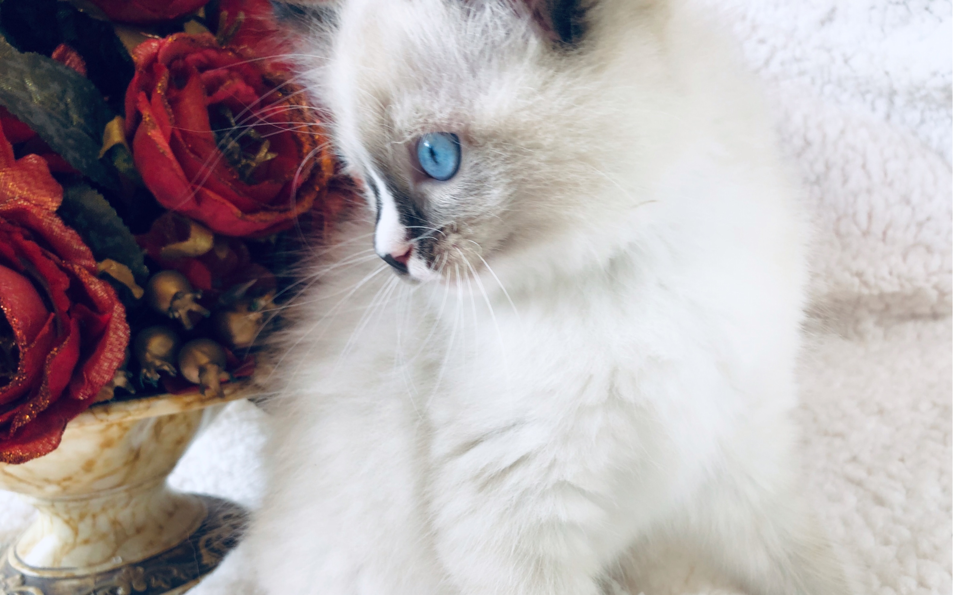 【海豹色流星手套布偶妹妹】四只里最活泼粘人的宝宝～丑萌丑萌的