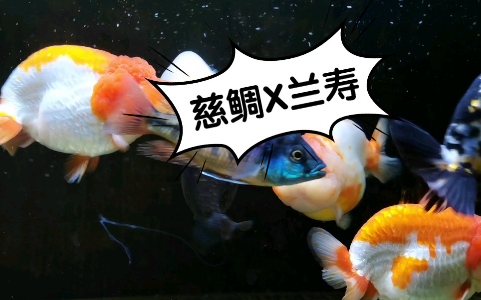 未曾設想的混養三湖慈鯛蘭壽金魚