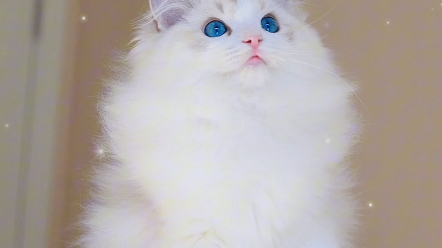 布偶猫,优秀的血统让刚刚三个月的毛孩子就这么帅气了