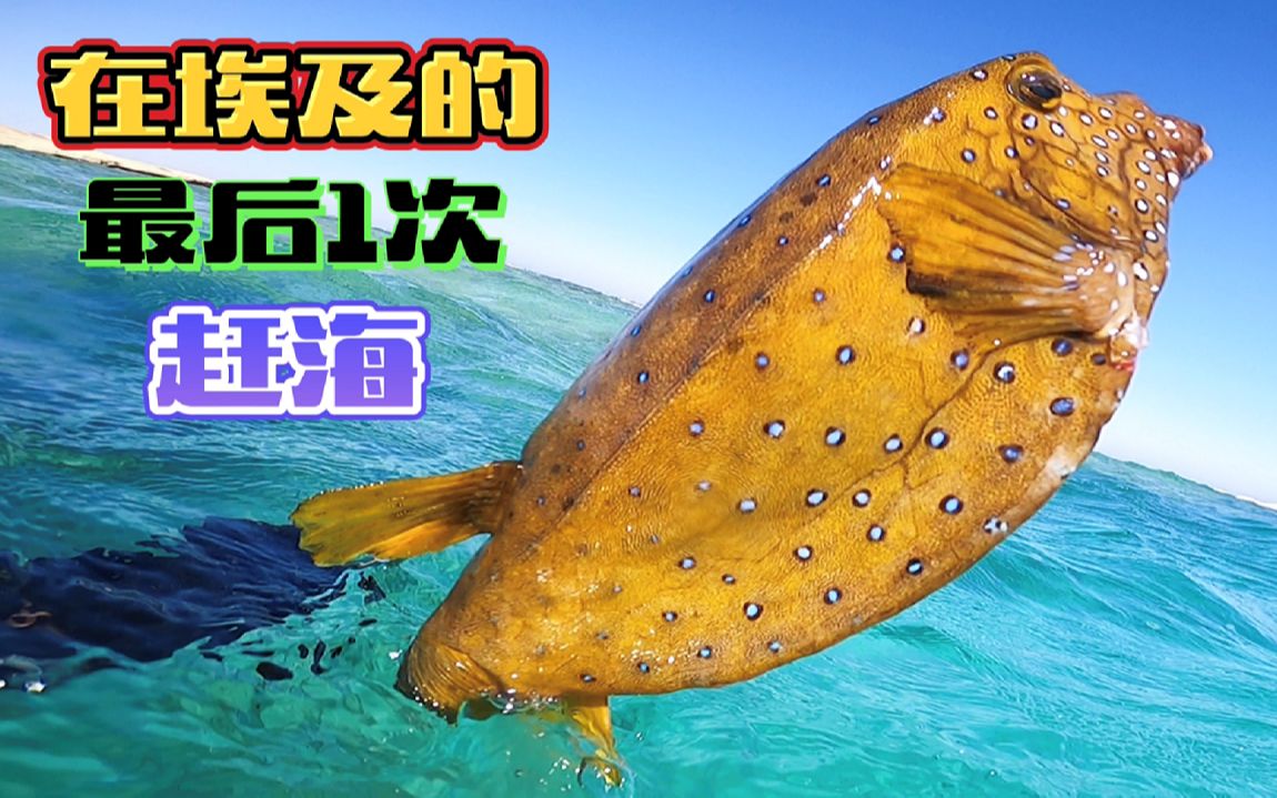 [图]《环球探海记》埃及~第35天：今天是在埃及红海的最后一次赶海，没想到还能被我打到一条非常美味的箱鲀！