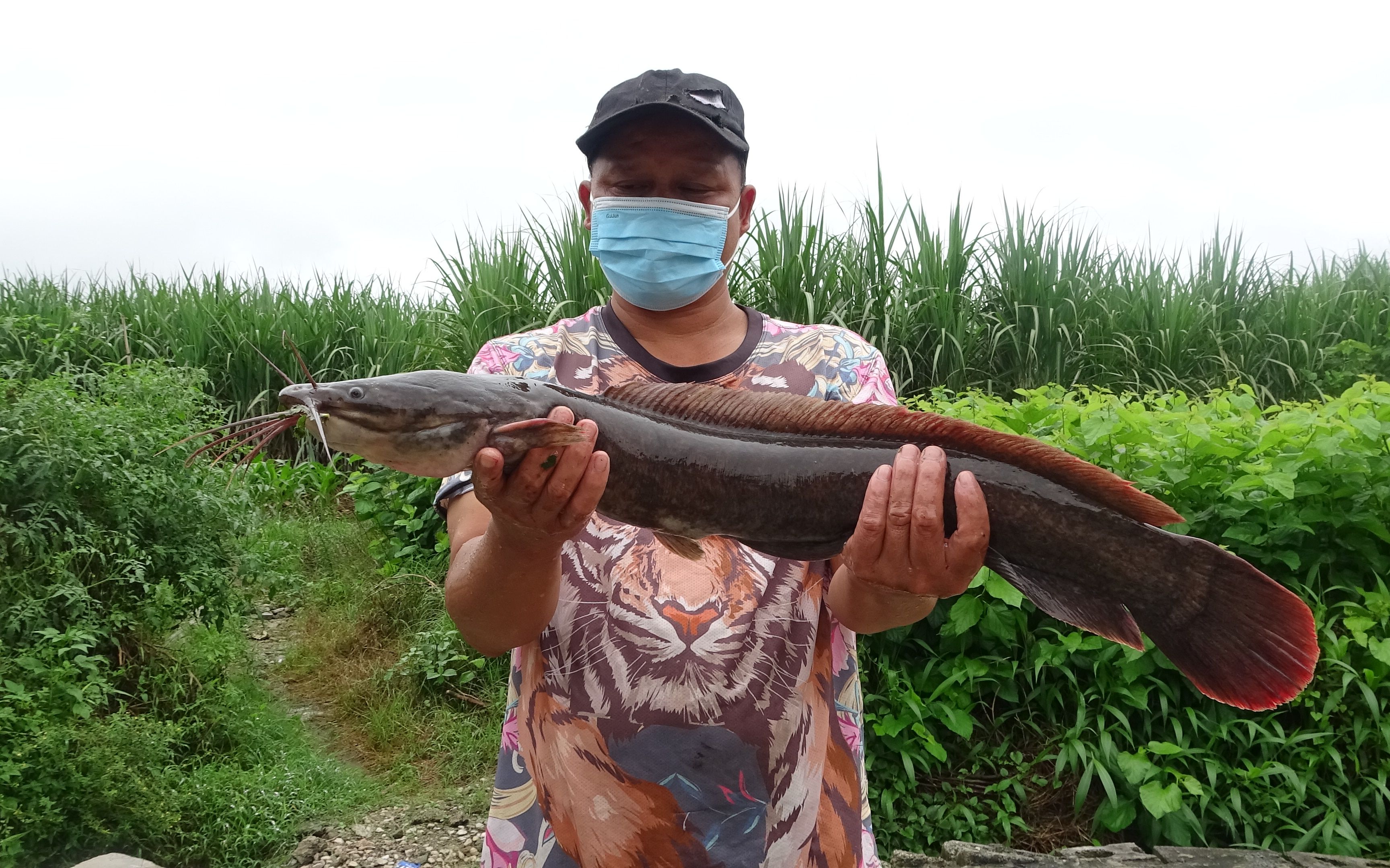 抓到米级巨货埃及塘鲺,做一道特色凉拌鱼生,两个人全部吃光光