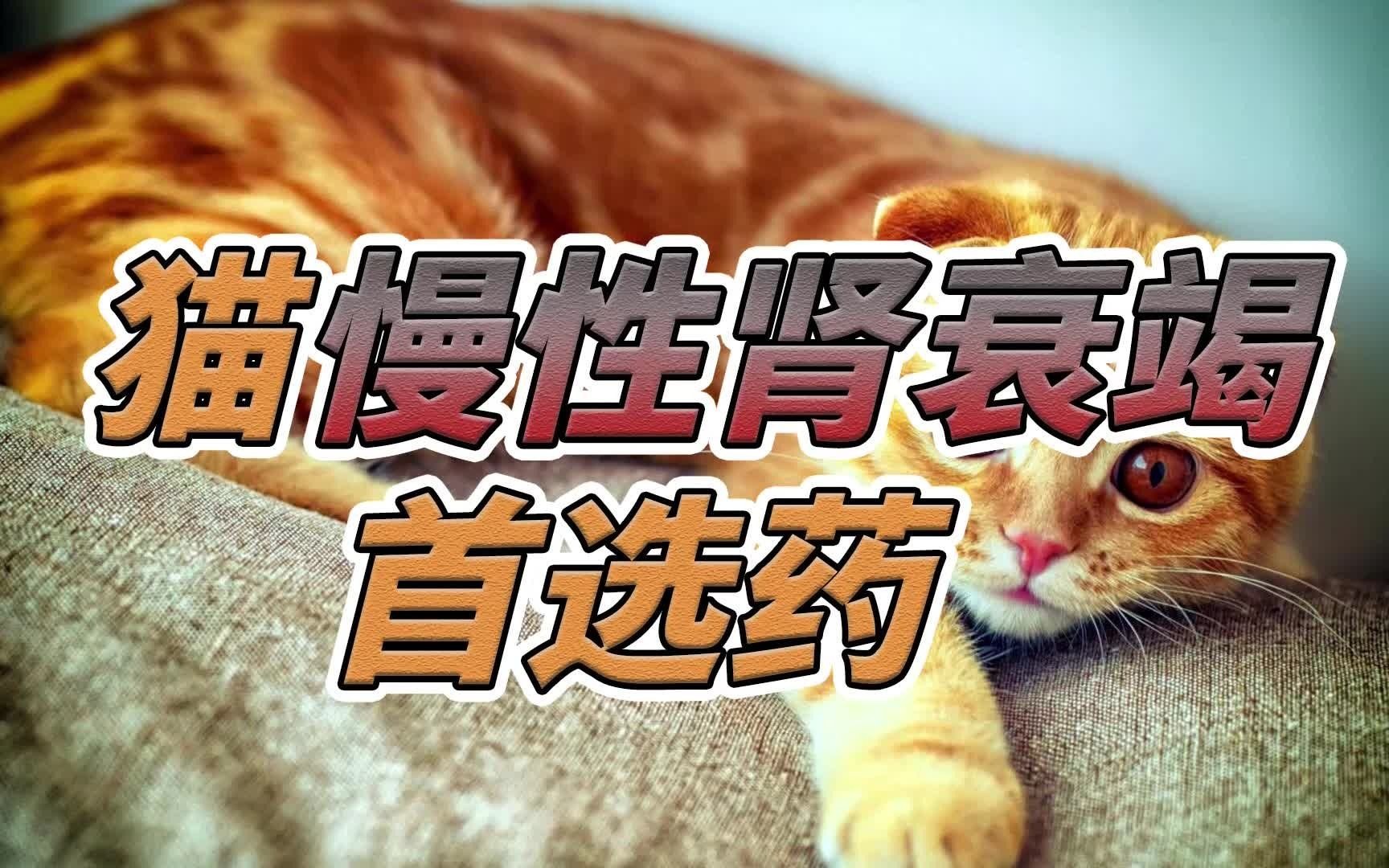 猫慢性肾衰竭首选药哔哩哔哩bilibili