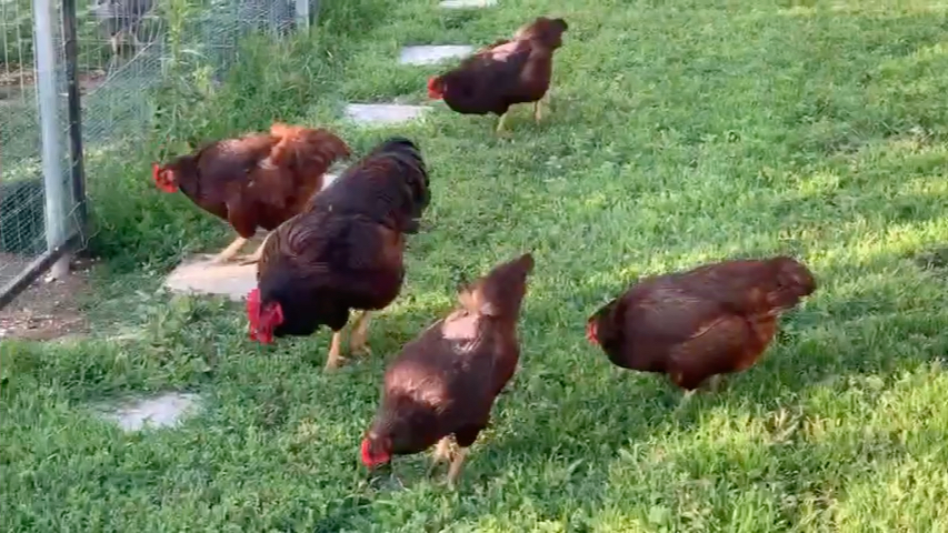 洛岛红鸡,rohde island red chicken