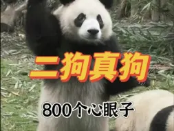 Descargar video: 熊猫界最狗的熊猫恐怕就是二狗了吧，800个心眼子全都用在吃上了～