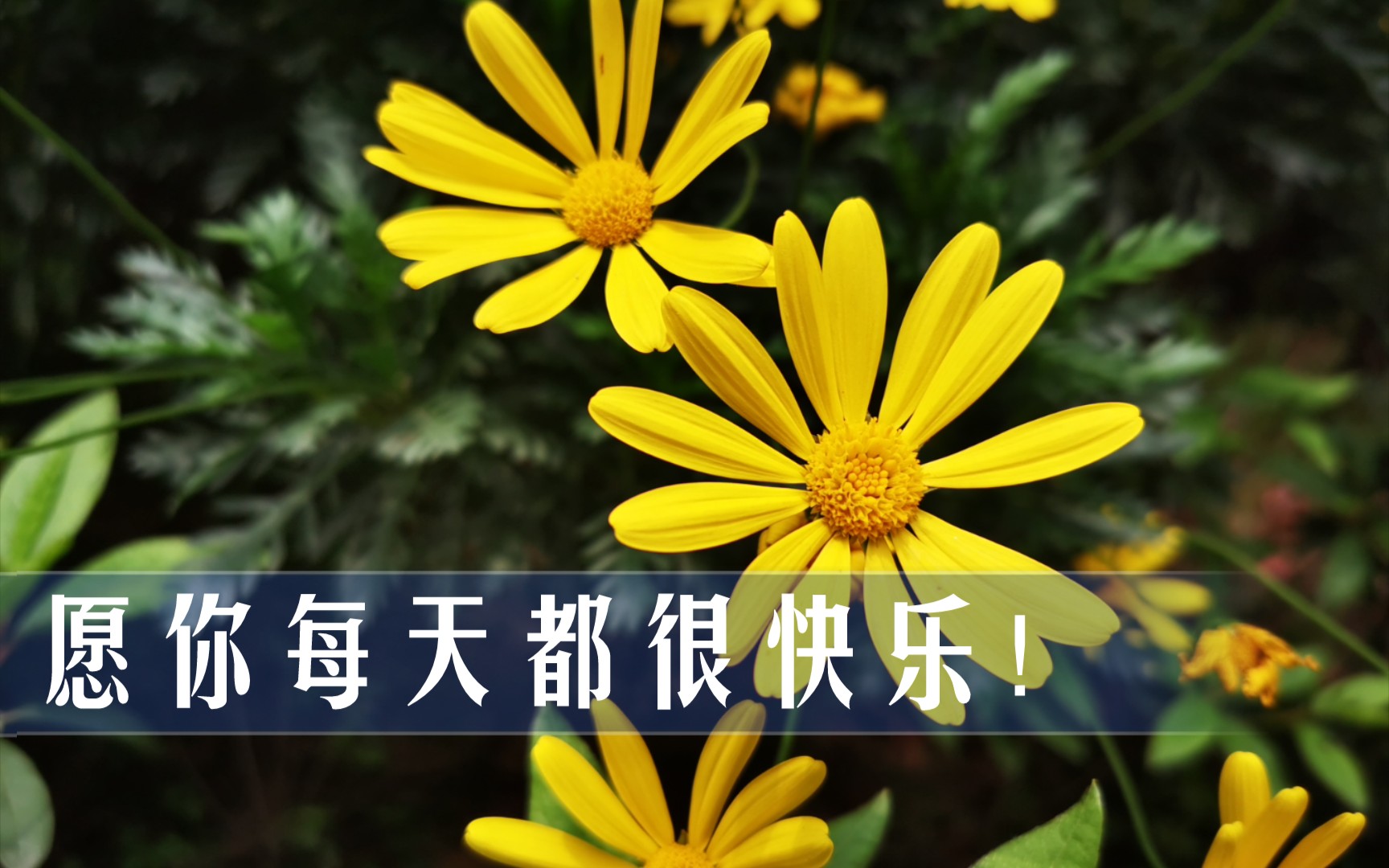 愿你每天都很快乐!