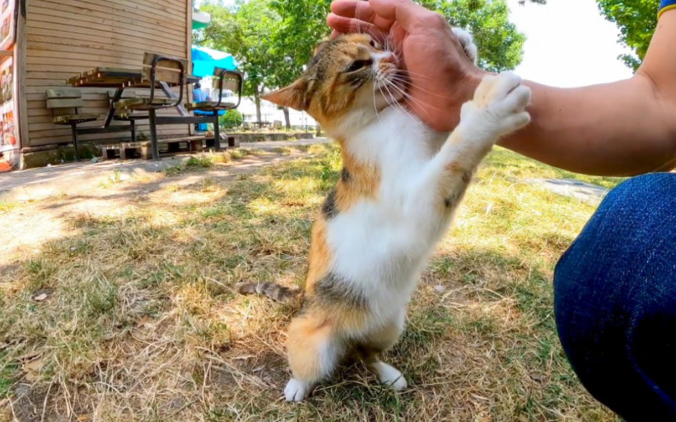 公园里遇到的三花猫,摸摸它,抓着我的手,好可爱啊哔哩哔哩bilibili