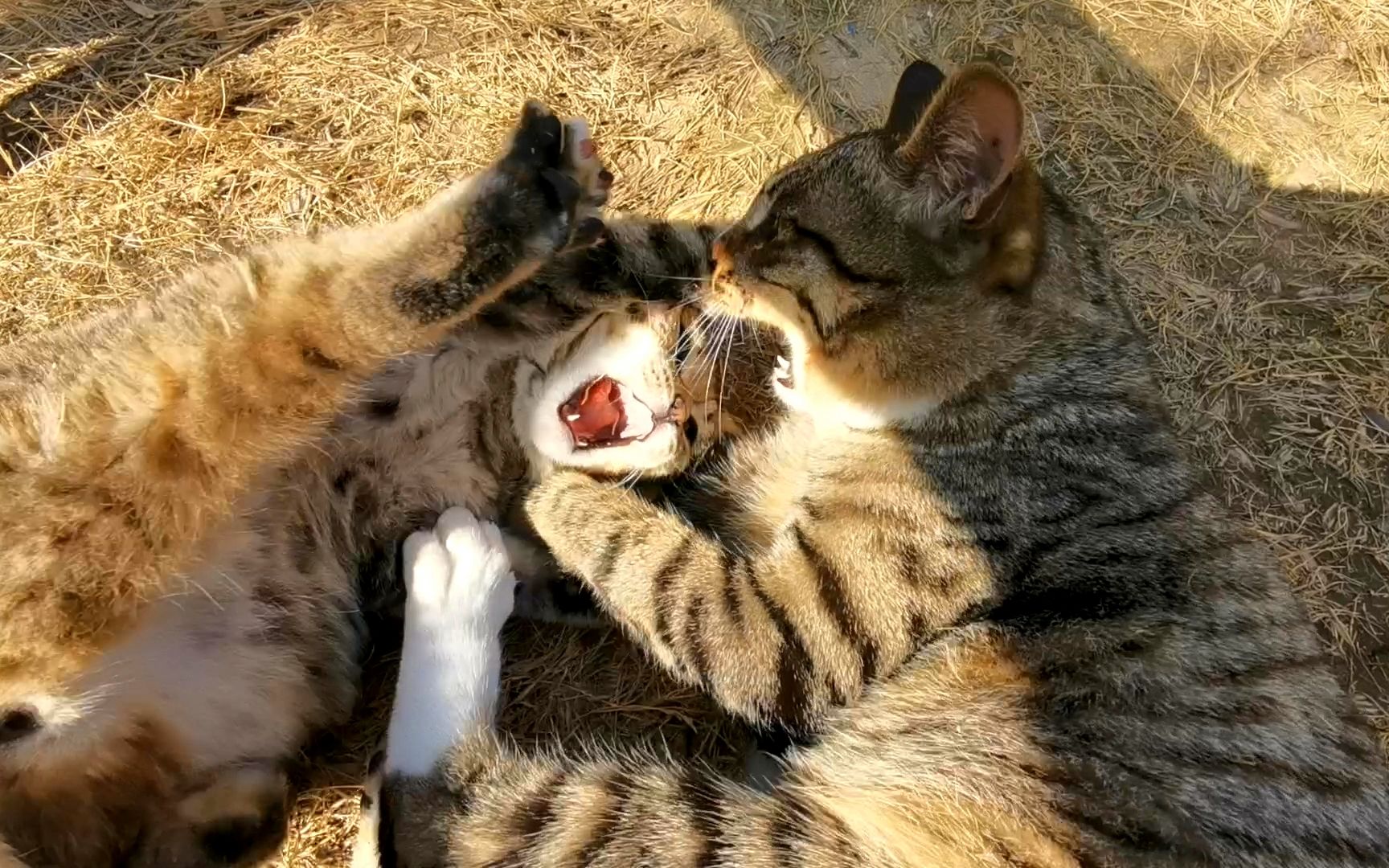 小萌猫真狠,咬住大猫耳朵使劲拽,被大猫一顿火光加闪电打懵了