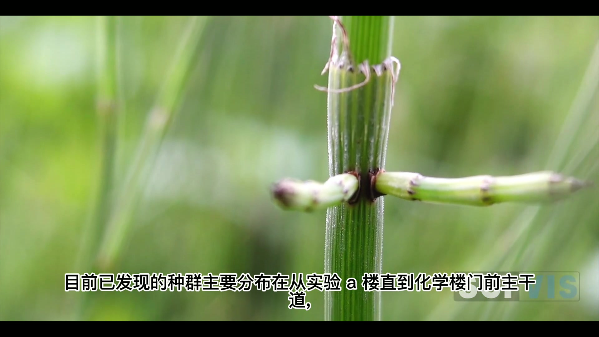 [图]【华师植物志】卷一（蕨类植物）；卷二（裸子植物）上