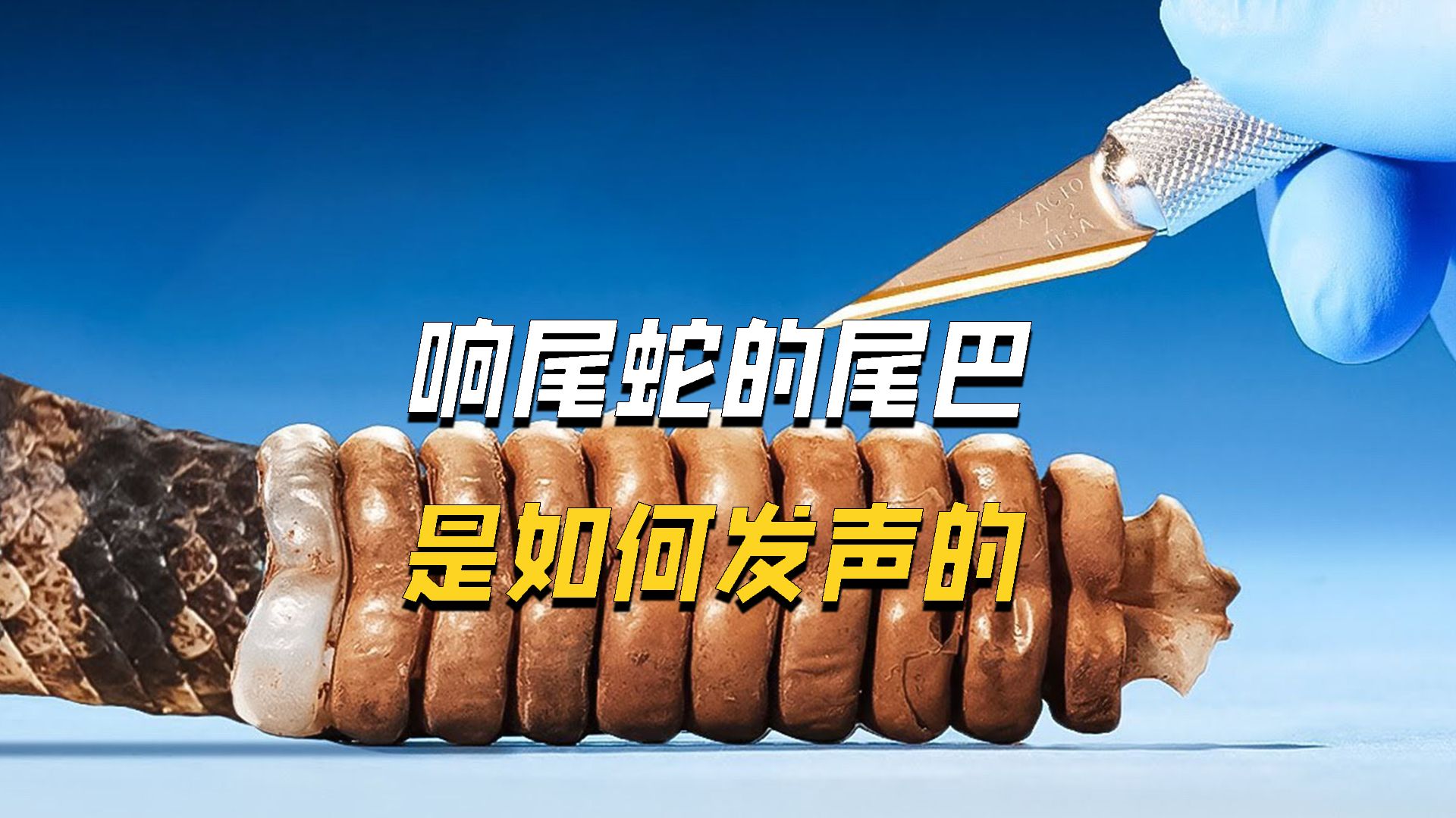 响尾蛇的尾巴是如何发出声音的,它的内部有什么