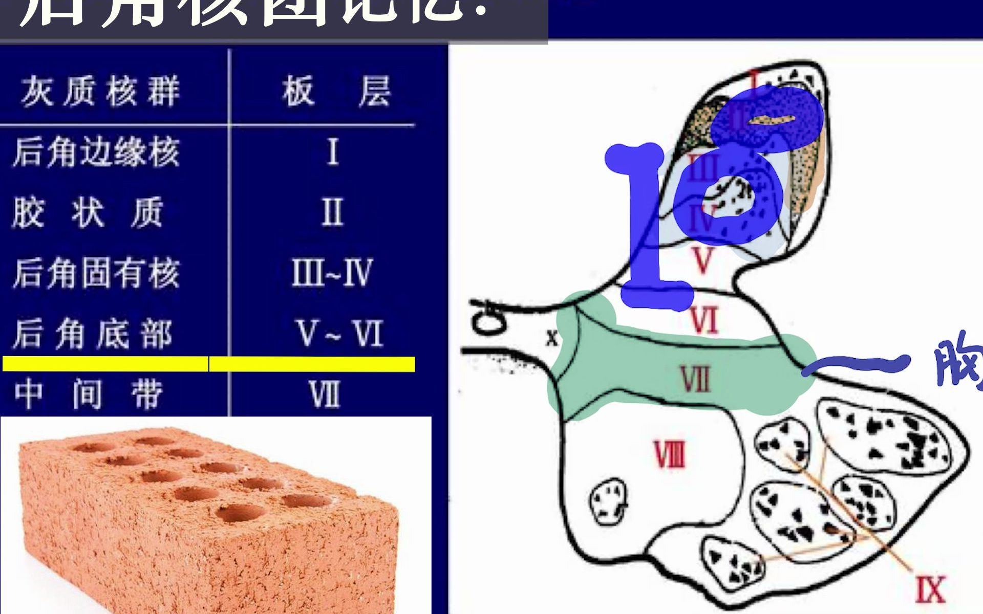 脊髓灰质板层图片