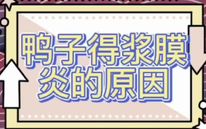 鸭子得浆膜炎的原因 鸭子浆膜炎症状 鸭浆膜炎的解决方法 肉鸭浆膜炎发病的原因哔哩哔哩bilibili
