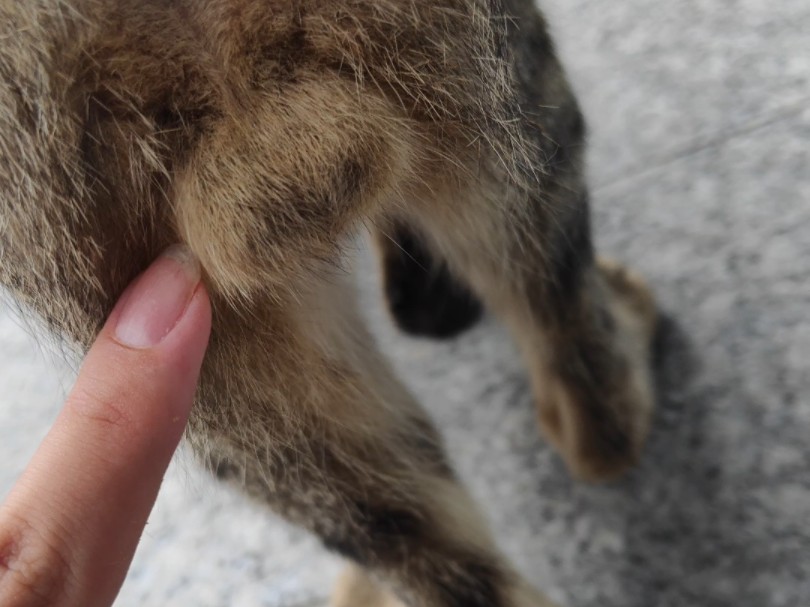 毛蛋蛋!好摸好摸让ee再摸摸