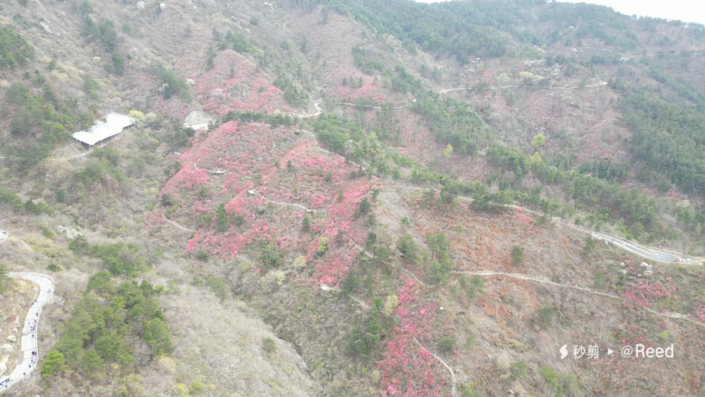 [图]木兰山中云雾开，漫山开遍红杜鹃