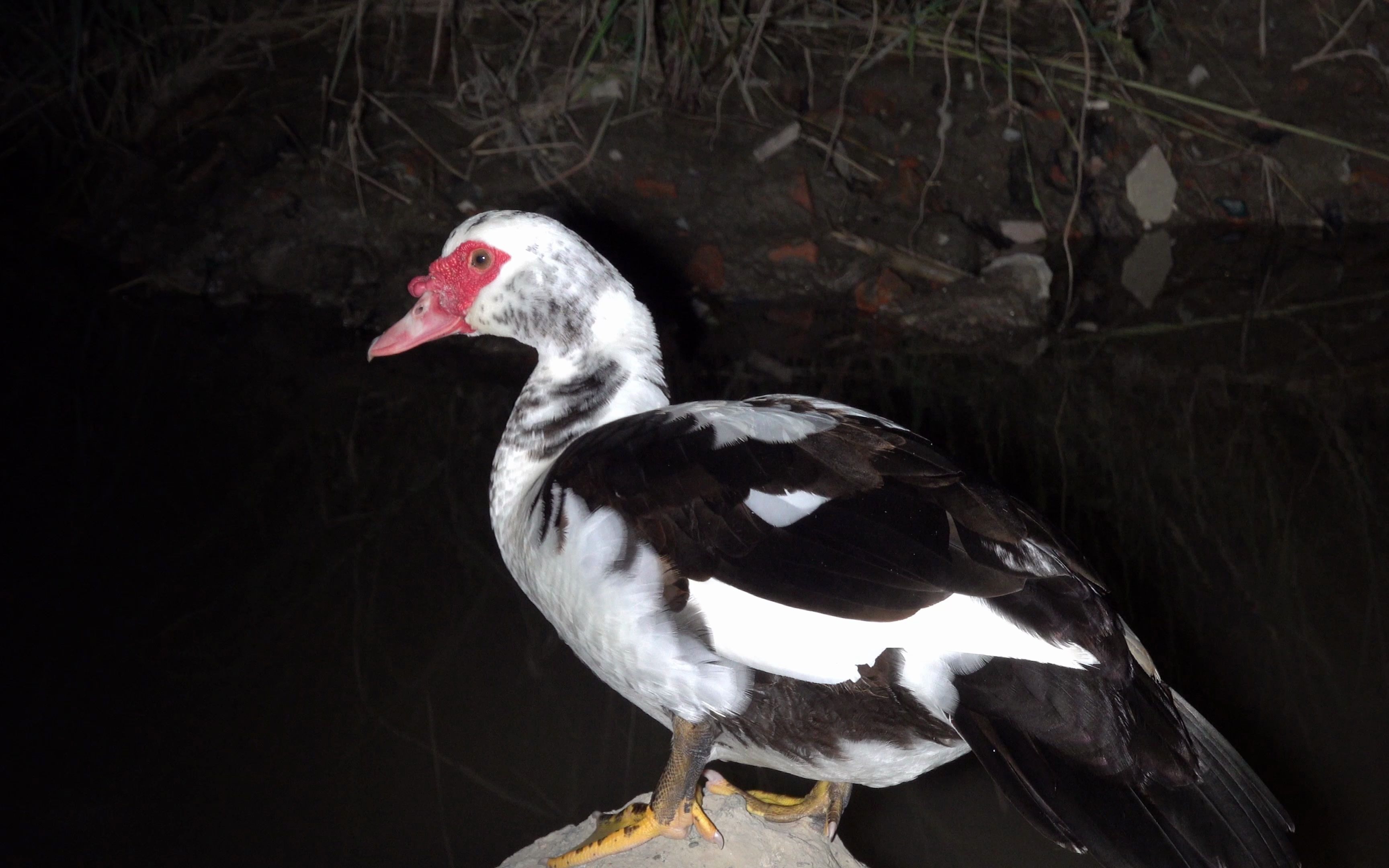 【生物记录/鸟类】疣鼻栖鸭