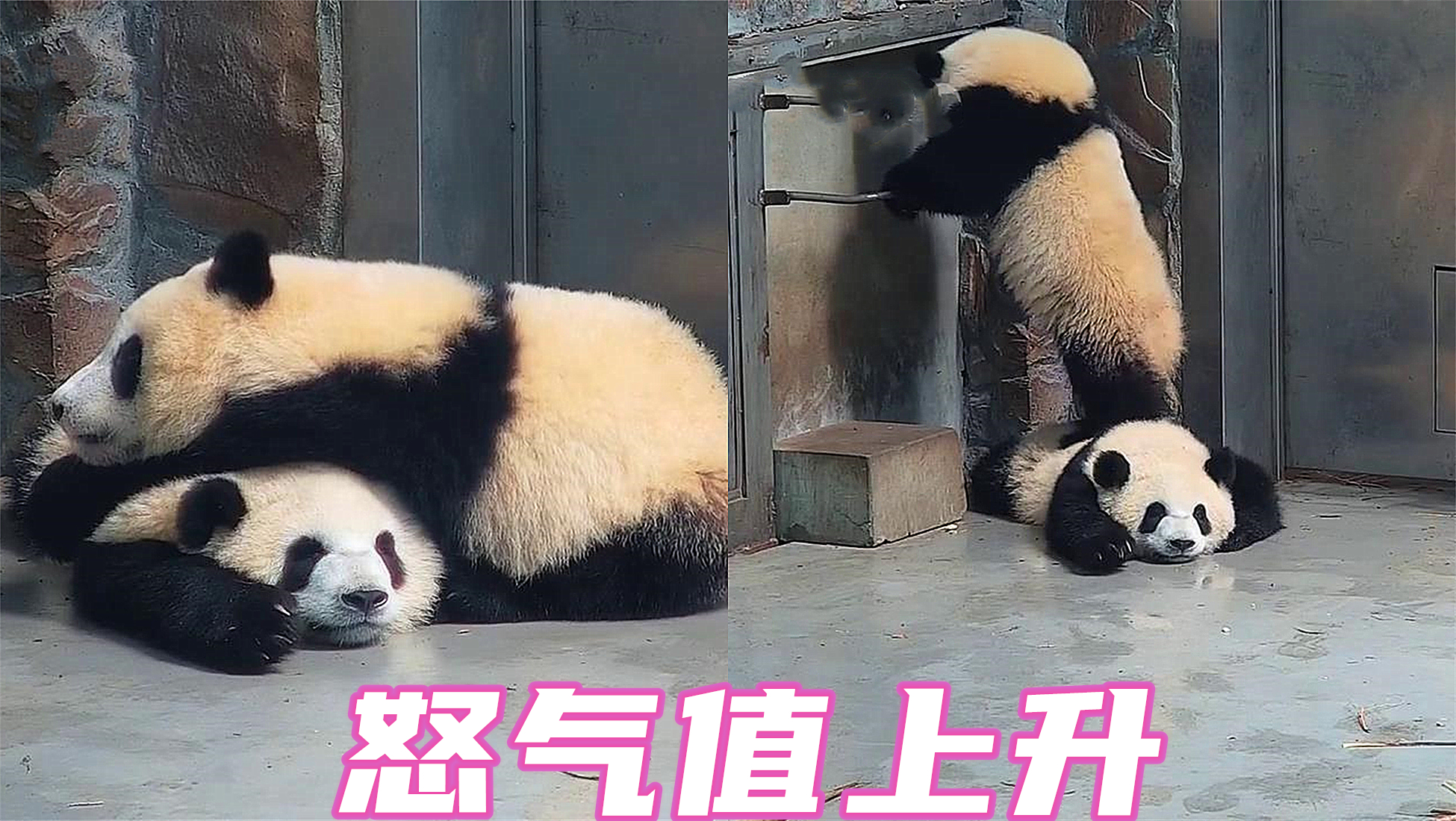 熊猫趴在地上睡觉,被同伴当成舒服的"肉垫",画面真是太搞笑!