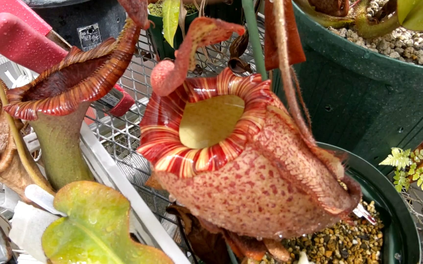 【搬运】梦寐以求的究极猪笼草收藏:盾叶猪笼草(黄色幻影!