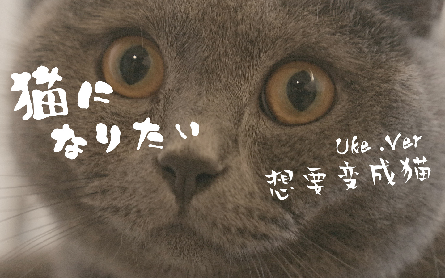 我每天都在做梦想要变成猫猫になりたい72spitz辻亚弥乃尤克里里谱