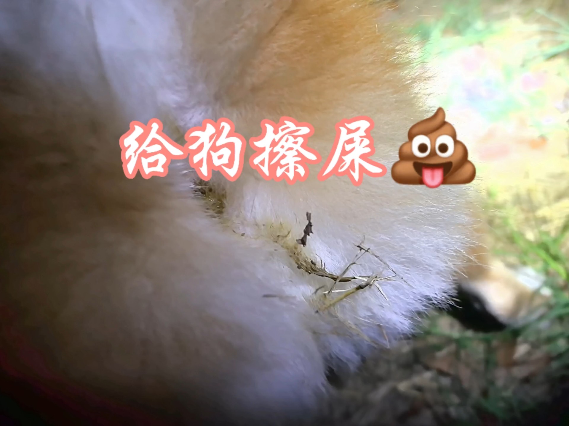 狗拉的屎咋能这么臭呢?养狗久了一秒懂它的心思!