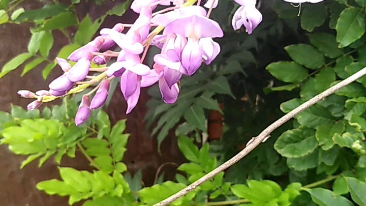 漫步在紫黛丛中的铁甲小宝,突然遭遇了绝世一阳指的袭击.