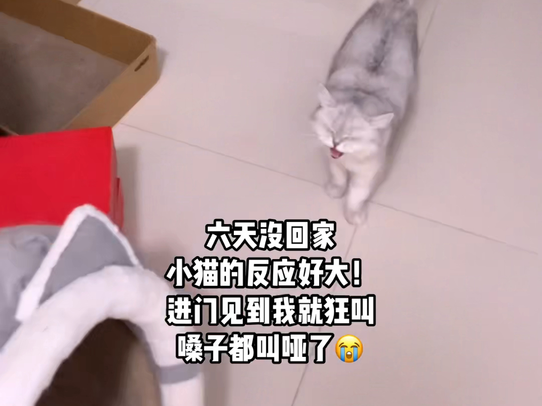 几天没见我,进门见到我就狂叫,我的猫嗓子都叫哑了哔哩哔哩bilibili