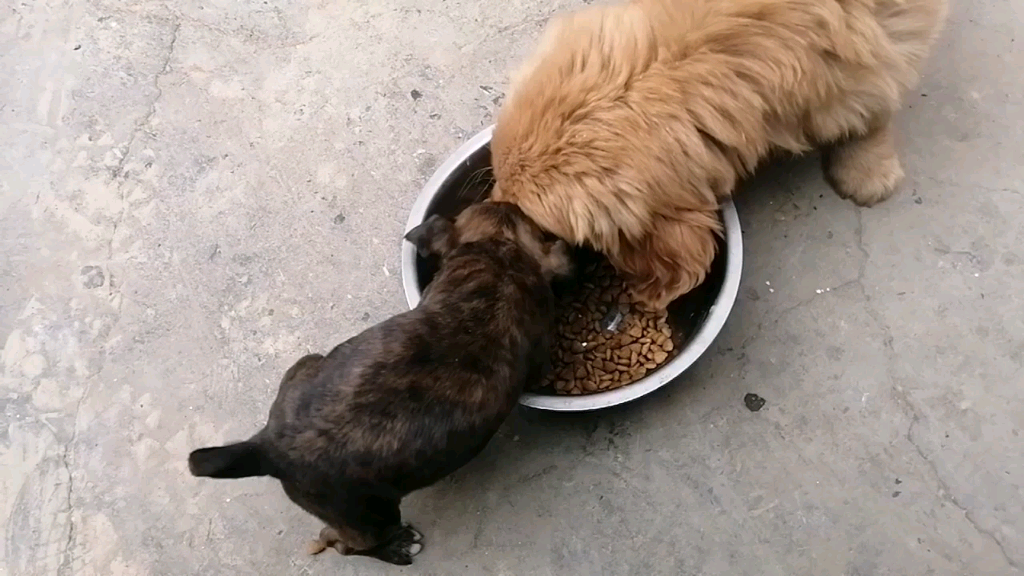 好家伙……饿狗扑食[笑哭]