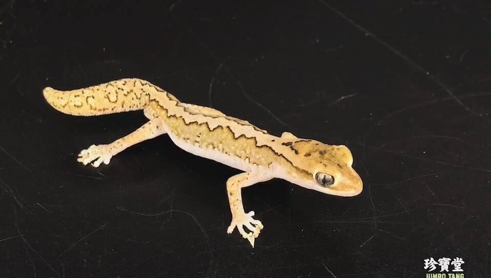 澳洲直线珠宝守宫_哔哩哔哩_bilibili