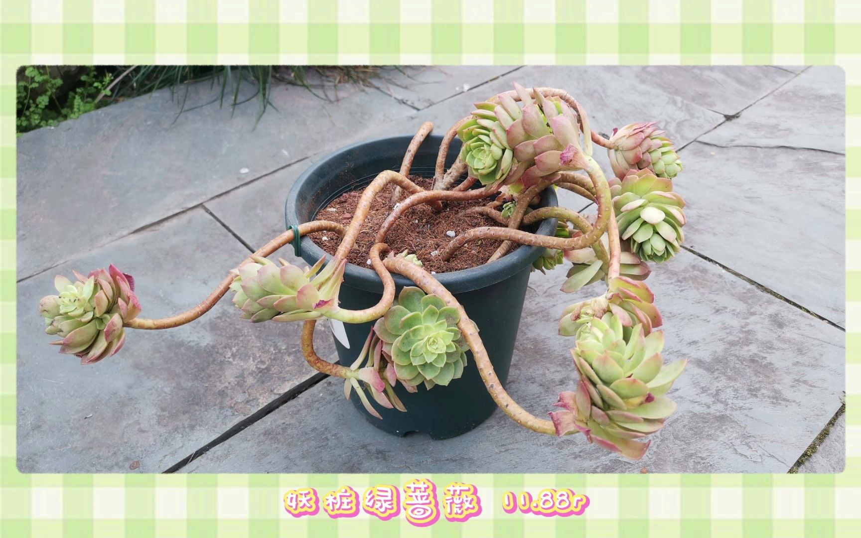 【被9.9整破产了】大颗的多肉普货开箱 妖桩绿蔷薇 圆叶薄化妆