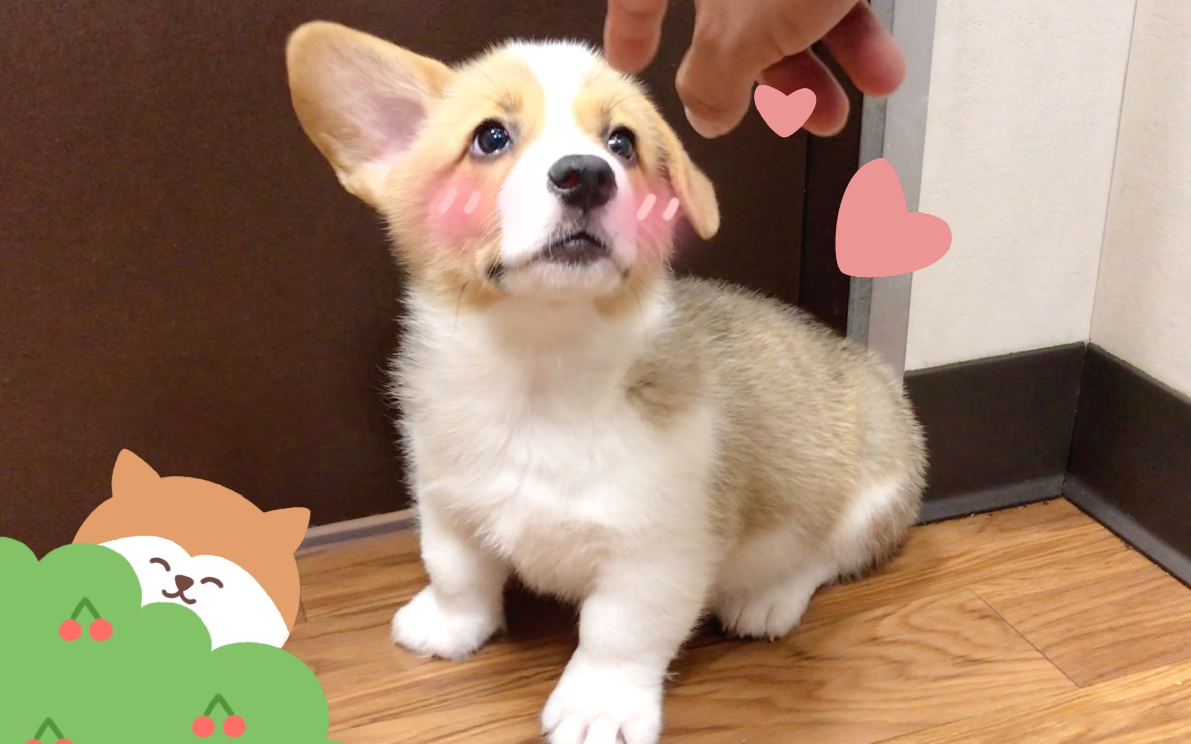 偷偷去撸奶凶奶凶的小柯基又被moko发现了moko哼给你们个眼神你们自己