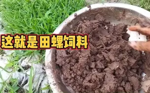 Descargar video: 这样给田螺投料一天才一块钱，想不挣钱都难，其实田螺饲料并不贵