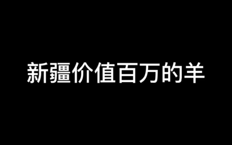 新疆价值百万的羊哔哩哔哩bilibili