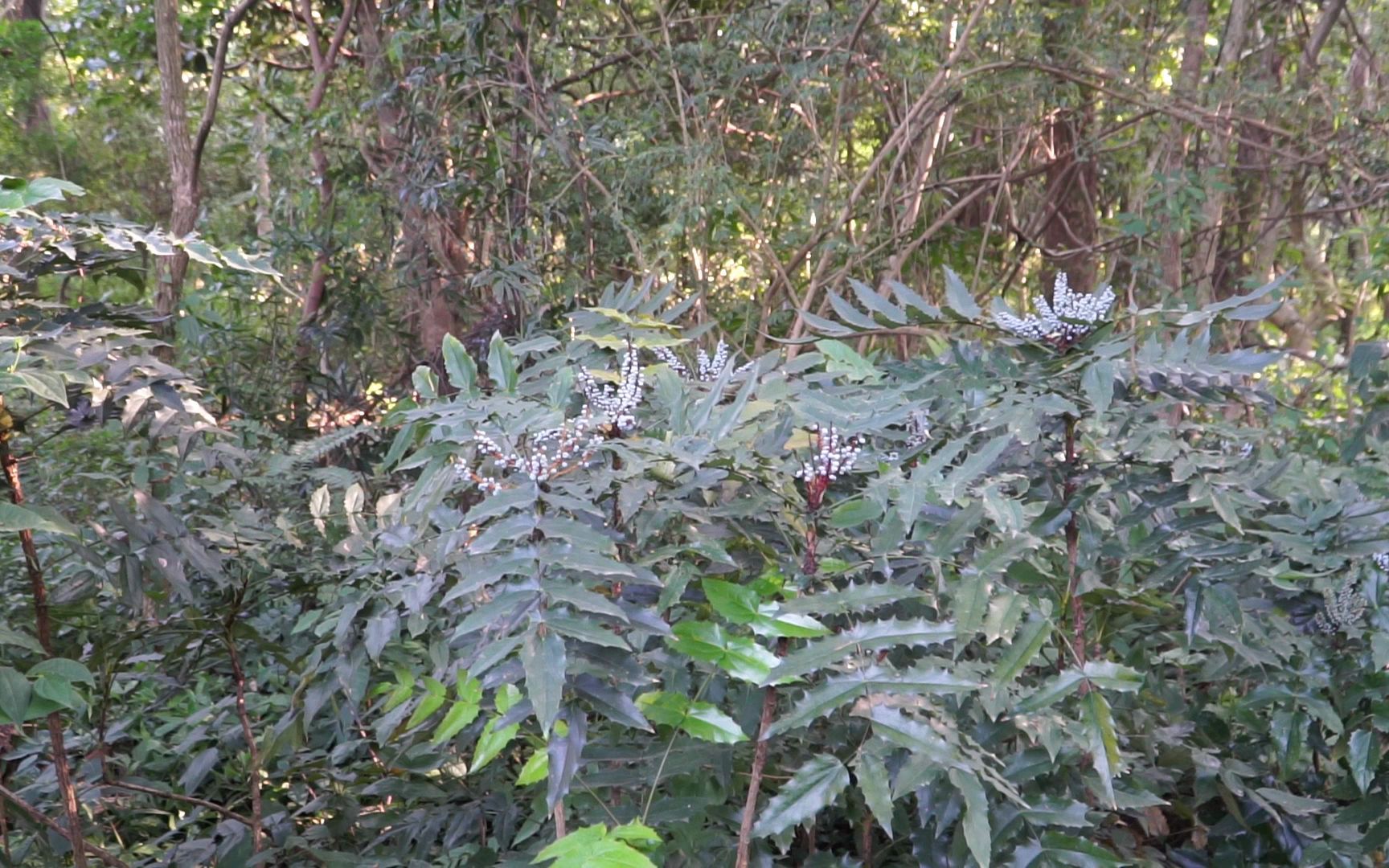 艾灸十大功效(艾灸十大功效,中医传统疗法的神奇功效)