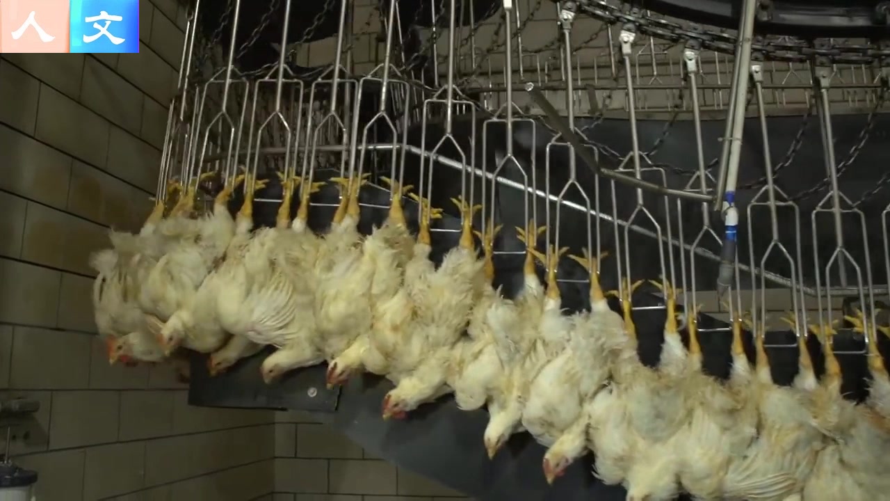 自动机器屠宰厂杀鸡slaughtering factory killing chicken_哔哩哔哩