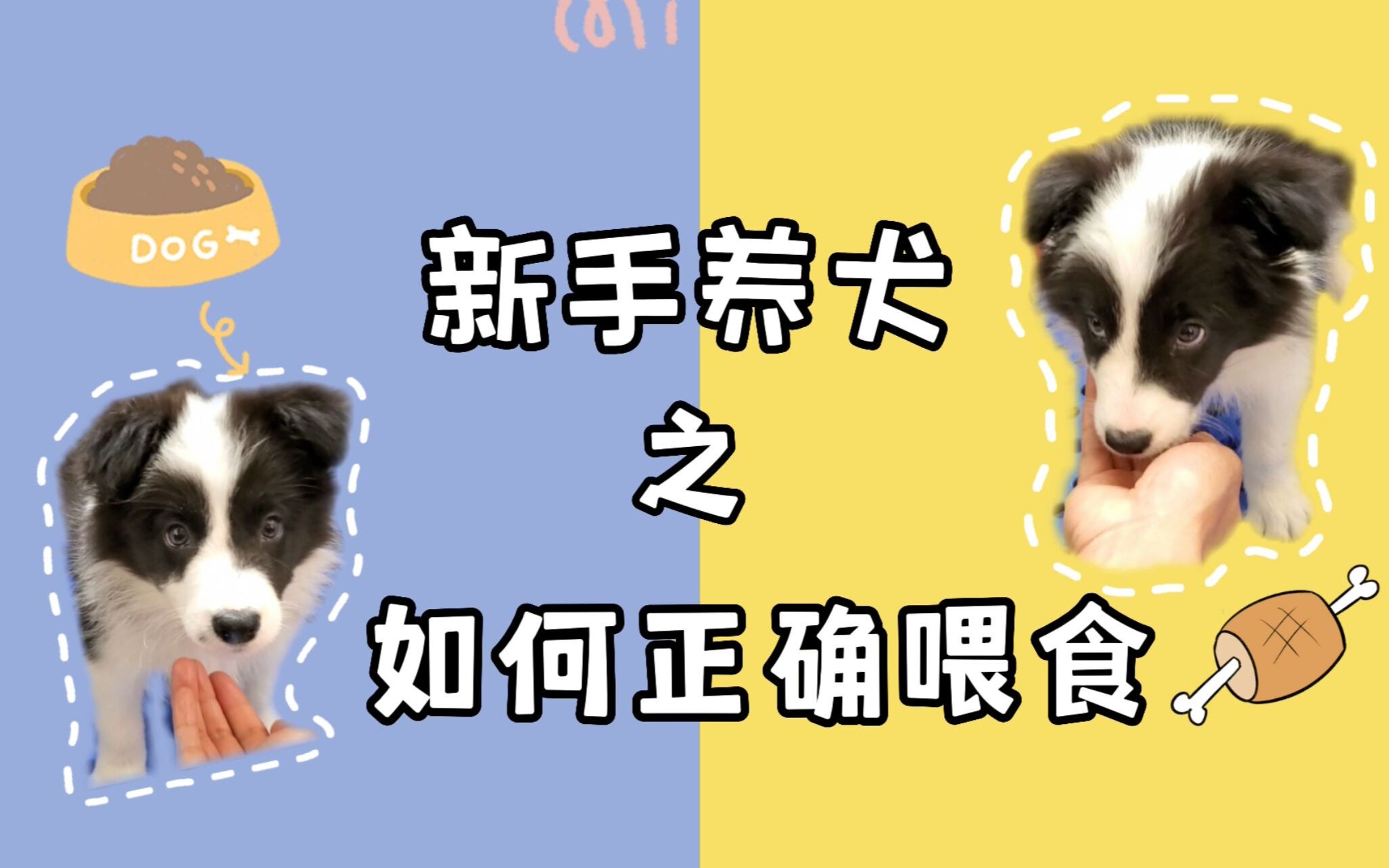 【新手养犬】如何给狗狗正确喂食|幼犬|成犬|狗粮|辅食等等哔哩哔哩bilibili