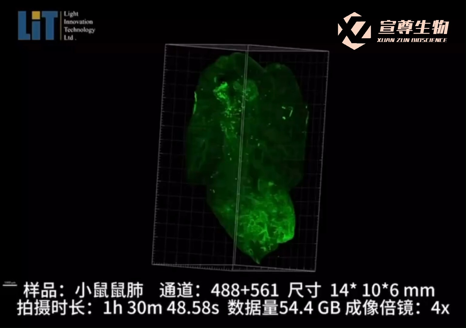 小鼠鼠肺组织透明化