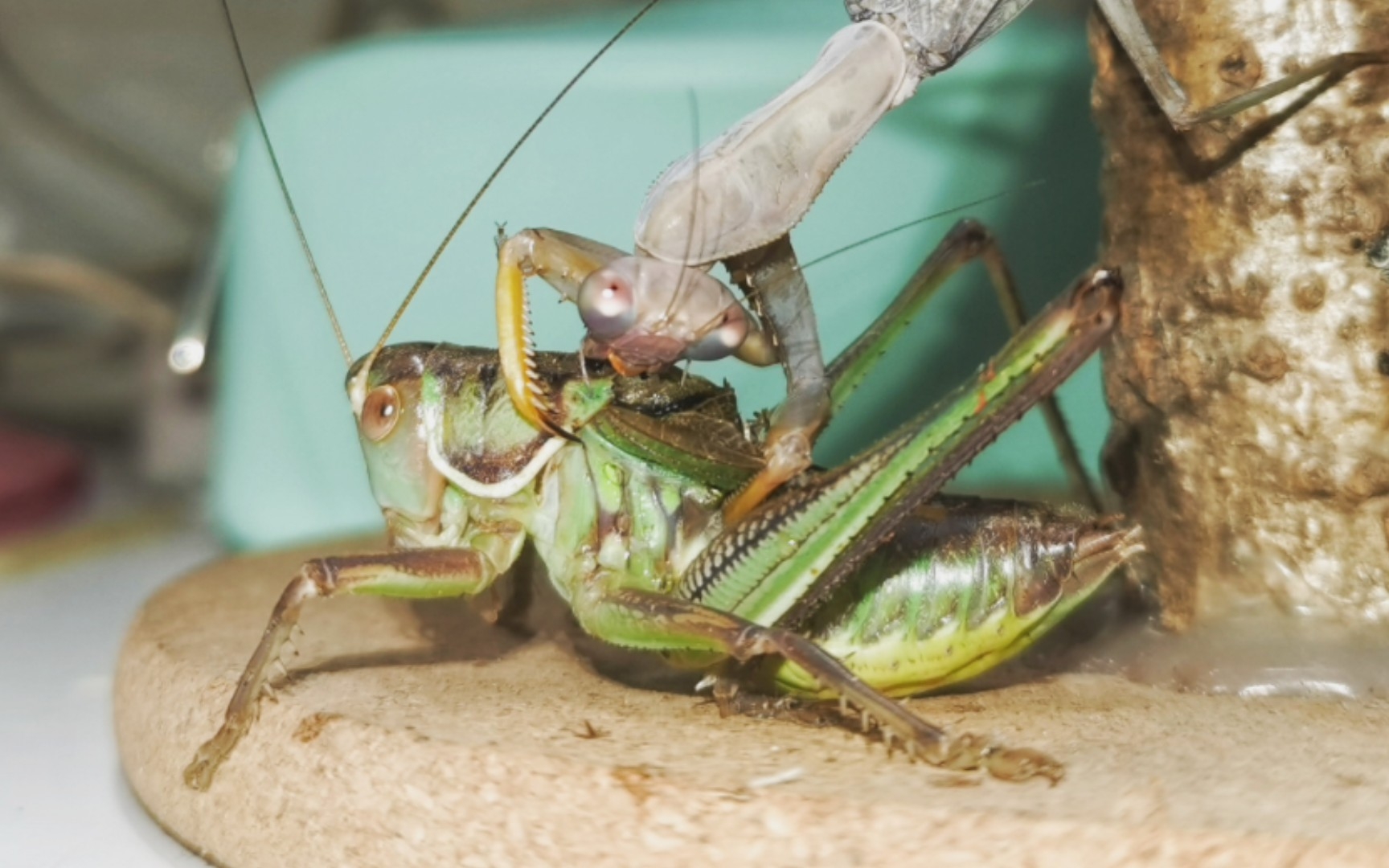螳螂大战蝈蝈图片