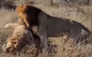 Скачать видео: 残暴的入侵雄狮吃掉亚成年雄狮 场面可能引起不适